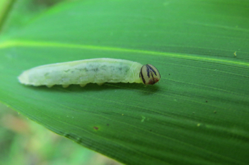 Lace-winged Roadside-Skipper
Caterpillar